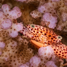 ©-Sylvie-Ayer-Egypte-crabe