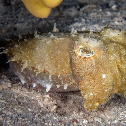 ©-Sylvie-Ayer-Egypte-cuttlefish