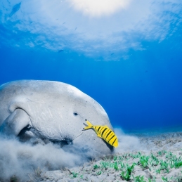 ©-Sylvie-Ayer-Egypte-dugong