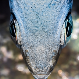 ©-Sylvie-Ayer-Egypte-fish