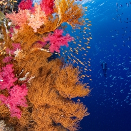©-Sylvie-Ayer-Egypte-fishes-and-corals-and-diver