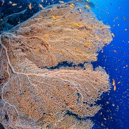 ©-Sylvie-Ayer-Egypte-gorgone