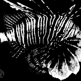 ©-Sylvie-Ayer-Egypte-lion-fish
