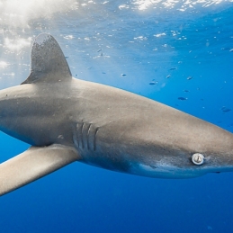 ©-Sylvie-Ayer-Egypte-longimanus
