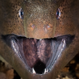 ©-Sylvie-Ayer-Egypte-moray-2