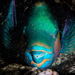 ©-Sylvie-Ayer-Egypte-parrotfish