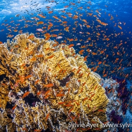 ©-Sylvie-Ayer-Egypte-scalefin-anthias-Pseudanthias-squamipinnis