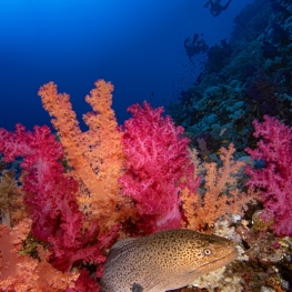 ©-Sylvie-Ayer-Egypte-soft-coral-moray-divers