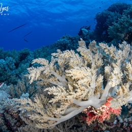 2_-Sylvie-Ayer-Egypte-soft-coral