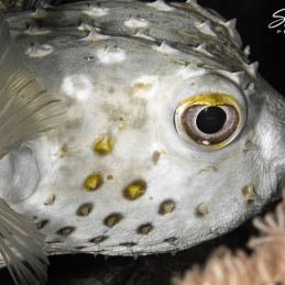©-Sylvie-Ayer-Egypte-spotted-porcupinefish-Diodon-hystrix