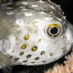©-Sylvie-Ayer-Egypte-spotted-porcupinefish