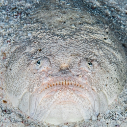 ©-Sylvie-Ayer-Egypte-stargazer-fish