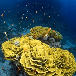 ©-Sylvie-Ayer-Egypte-yellow-salad-coral