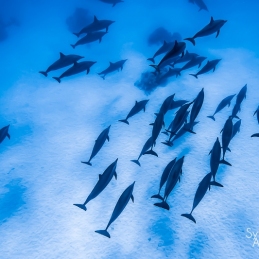 ©-Sylvie-Ayer-egypte-dolphins