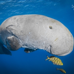 ©-sylvie-ayer-Egypte-dugong