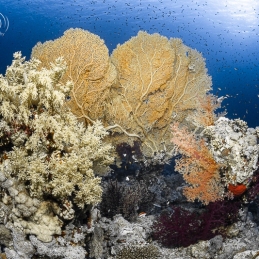 ©-sylvie-ayer-Egypte-corals