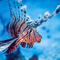 ©-Sylvie-Ayer-Egypt-Lion-Fish