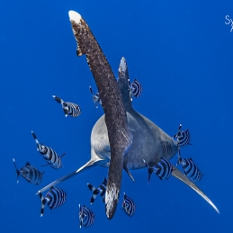 2_-Sylvie-Ayer-Egypte-longimanus