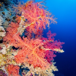 ©-Sylvie-Ayer-Egypte-corals-and-fishes