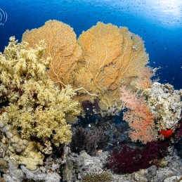 ©-Sylvie-Ayer-Egypte-corals