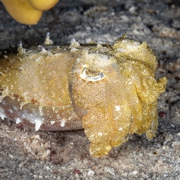 ©-Sylvie-Ayer-Egypte-cuttlefish