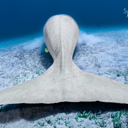 ©-Sylvie-Ayer-Egypte-dugong