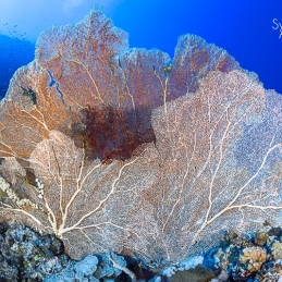 ©-Sylvie-Ayer-Egypte-gorgone