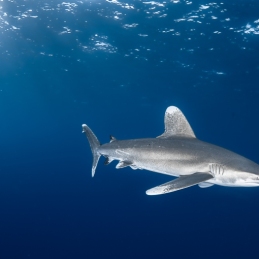 ©-Sylvie-Ayer-Egypte-longimanus