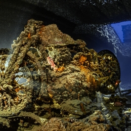 ©-Sylvie-Ayer-Egypte-thistlegorm