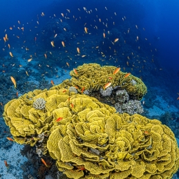 ©-Sylvie-Ayer-Egypte-yellow-salad-coral
