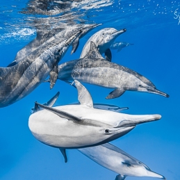 ©-Sylvie-Ayer-egypte-dolphins