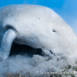 ©-Sylvie-Ayer-Egypte-Dugongs-Dugongidae