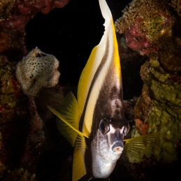 1_-Sylvie-Ayer-Egypte-Red-sea-bannerfish-Heniochus-intermedieus