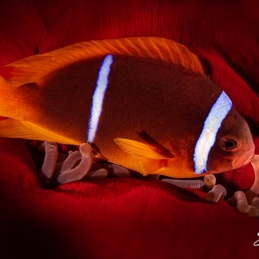 1_-Sylvie-Ayer-Egypte-Two-banded-anemonefish-Amphiprion-bicinctus