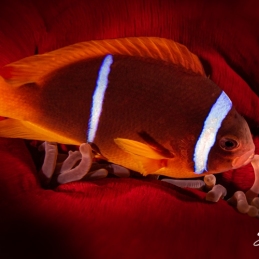 1_-Sylvie-Ayer-Egypte-Two-banded-anemonefish-Amphiprion-bicinctus