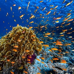 1_-Sylvie-Ayer-Egypte-anthias-lyretail-Pseudanthias-squamipinnis