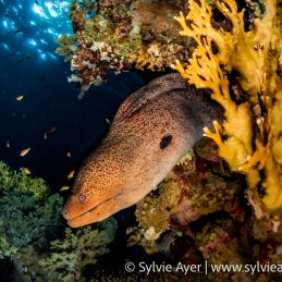 1_-Sylvie-Ayer-Egypte-giant-moray-Gymnothorax-javanicus