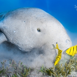 ©-Sylvie-Ayer-Egypte-Dugongs-Dugongidae
