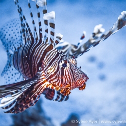 ©-Sylvie-Ayer-Egypt-Lion-Fish