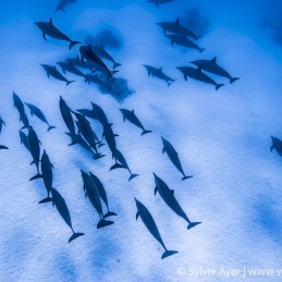 ©-Sylvie-Ayer-Egypt-spinner-dolphins