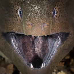 ©-Sylvie-Ayer-Egypte-giant-moray-Gymnothorax-javanicus