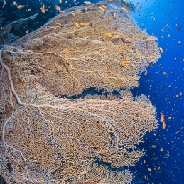 ©-Sylvie-Ayer-Egypte-huge-gorgone