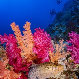 ©-Sylvie-Ayer-Egypte-soft-corals-moraydivers