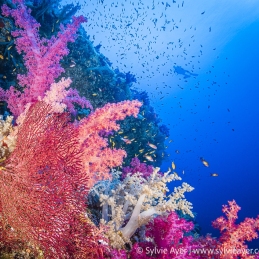 ©-Sylvie-Ayer-Egypte-soft-coral-and-diver