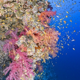 ©-Sylvie-Ayer-Egypte-soft-corals
