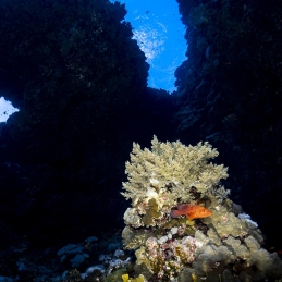 ©-Sylvie-Ayer-Egypte-coral-grouper-