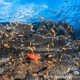 ©-Sylvie-Ayer-Egypte-coral-fishes-small-brother