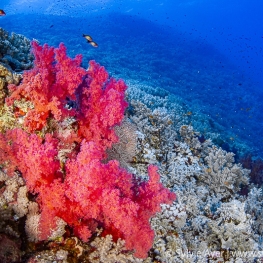 2_-Sylvie-Ayer-Egypte-soft-coral