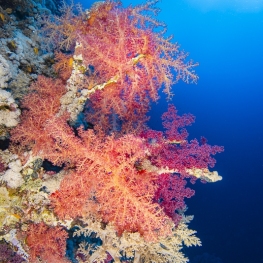 ©-Sylvie-Ayer-Egypte-soft-corals-diver