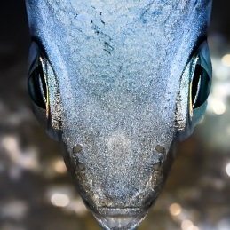 ©-Sylvie-Ayer-Egypte-fish